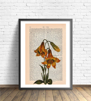 Lilie Orange Kunstdruck | Architektur Readable Art