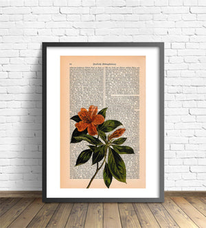Alte Buchseite Zur Deko mit Rhododendron Bedruckt | Readable Art