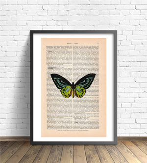 Antiquarische Buchseite mit Schmetterling Bedruckt | Readable Art