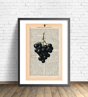 Trauben Kunstvoll Zur Deko Auf Alte Buchseite Gedruckt | Readable Art